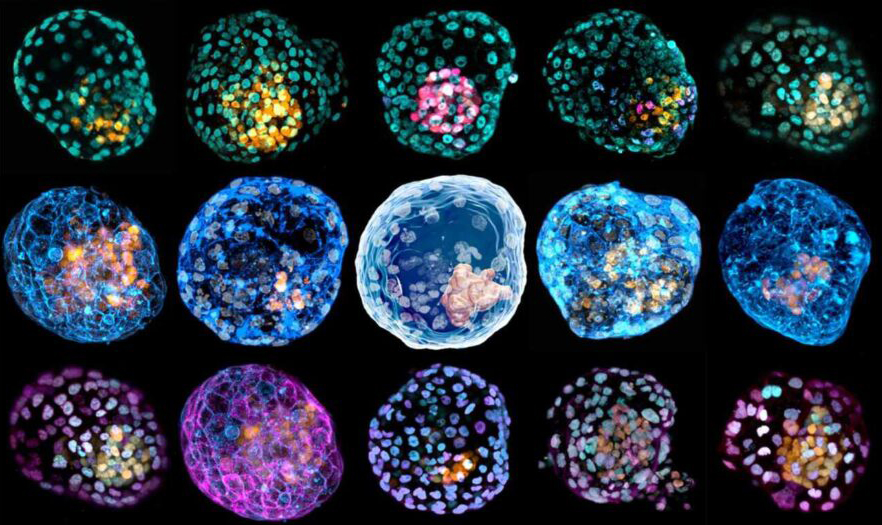 Embrión humano a partir de células de la piel